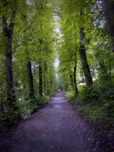 Image: Dark Forest Road