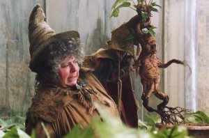 Image: Mandrake from Harry Potter