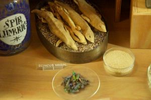 Image: dried skinks, beetles and other old medicinal ingredients at the German Pharmacy Museum.